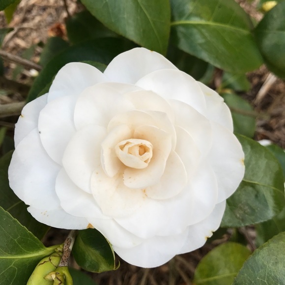 Sandy, POSH AMBASSADOR and POSH MENTOR! - Picture 4 of 5